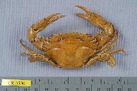 藏品(鈍齒短槳蟹)的圖片